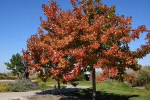 A tree turning from green to orange.