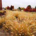 Yellow tufted grass bushes with red-leaved trees in the background.