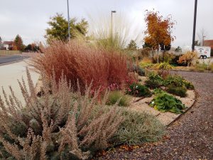Red and orange grasses bloom among smaller green plants bordered by a sidewalk and gravel path.