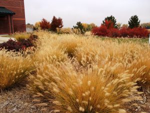 Yellow tufted grass bushes with red-leaved trees in the background.