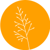 sand-dropseed Naturally Thornton