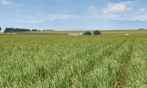 Open field with barn in background