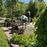 Two people examining a plant along a path