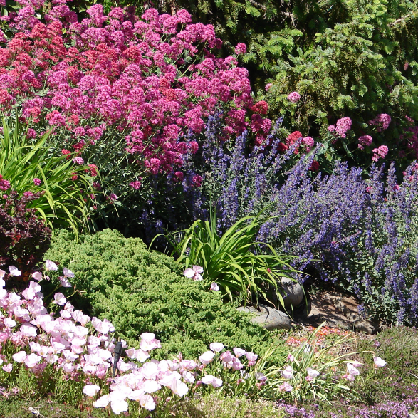 plants
