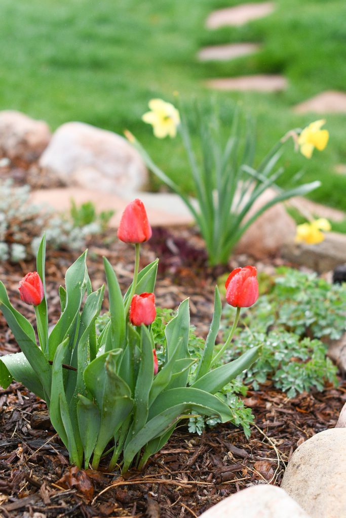 Red tulips and yellow daffodils sit in a waterwise landscape bed.