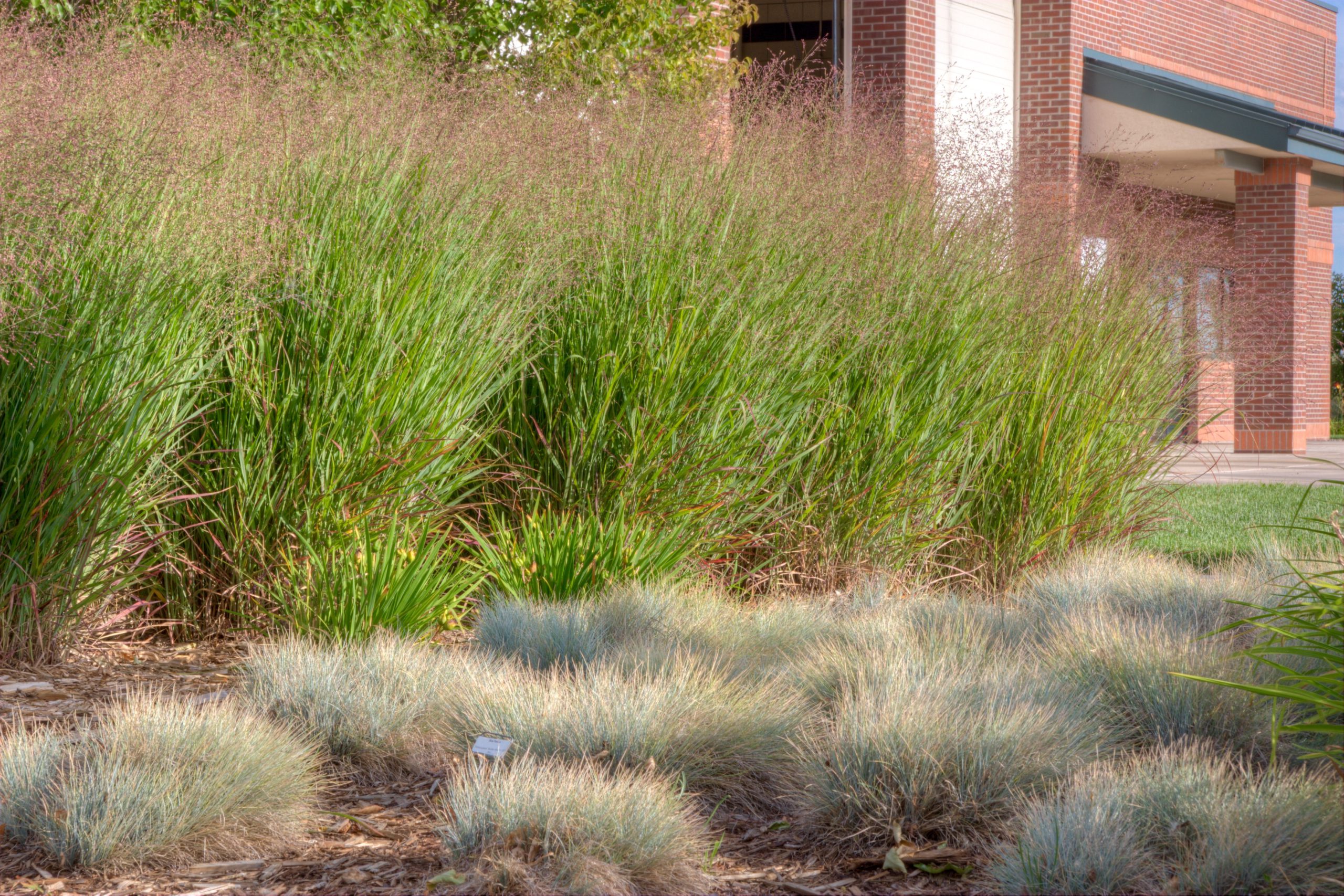 A variety of natural grasses grow alongside the brick Fire Station 5 building.