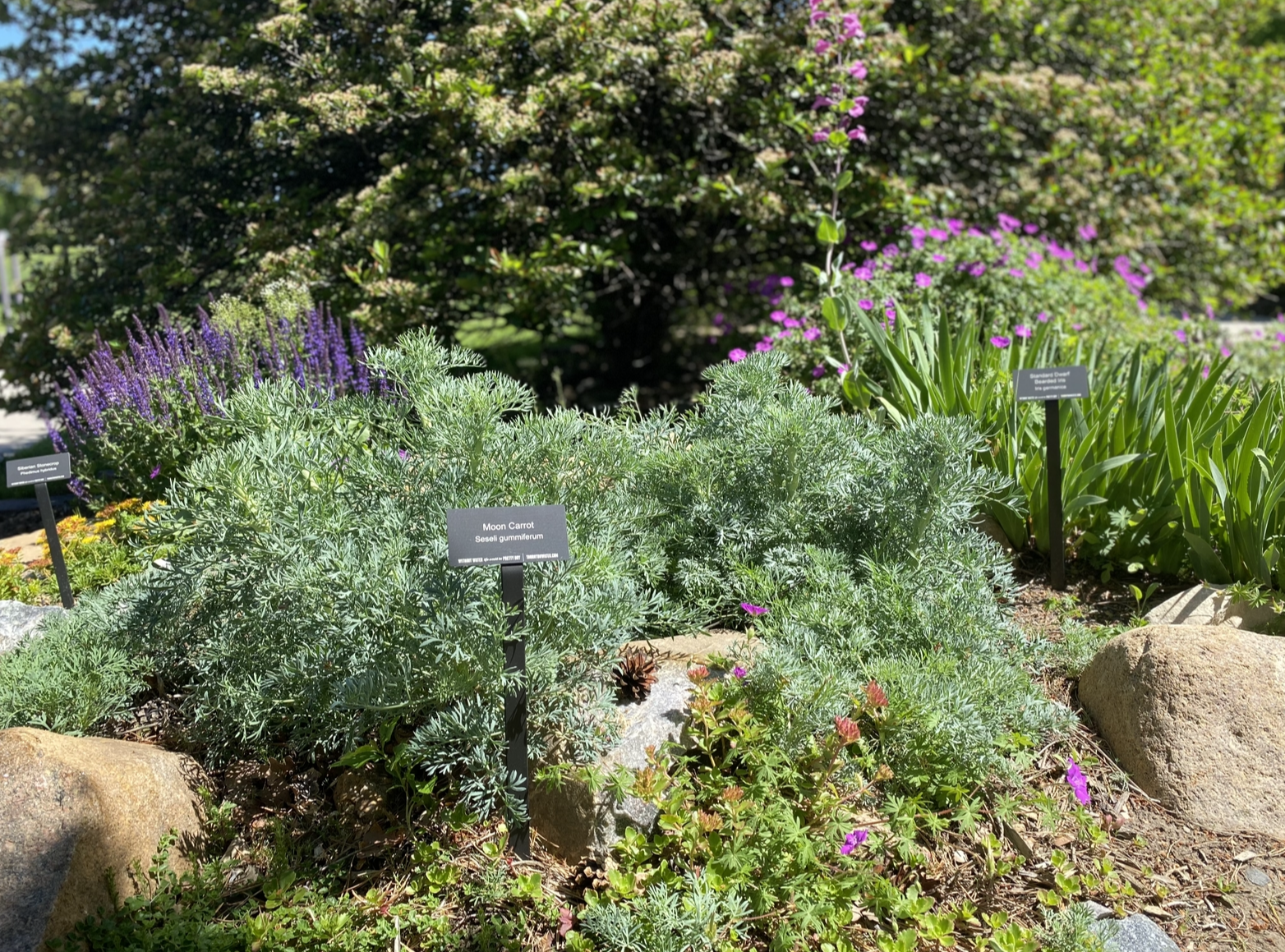 A variety of purple flowers grow on green bushes at the Margaret W. Carpenter Demonstration Garden.