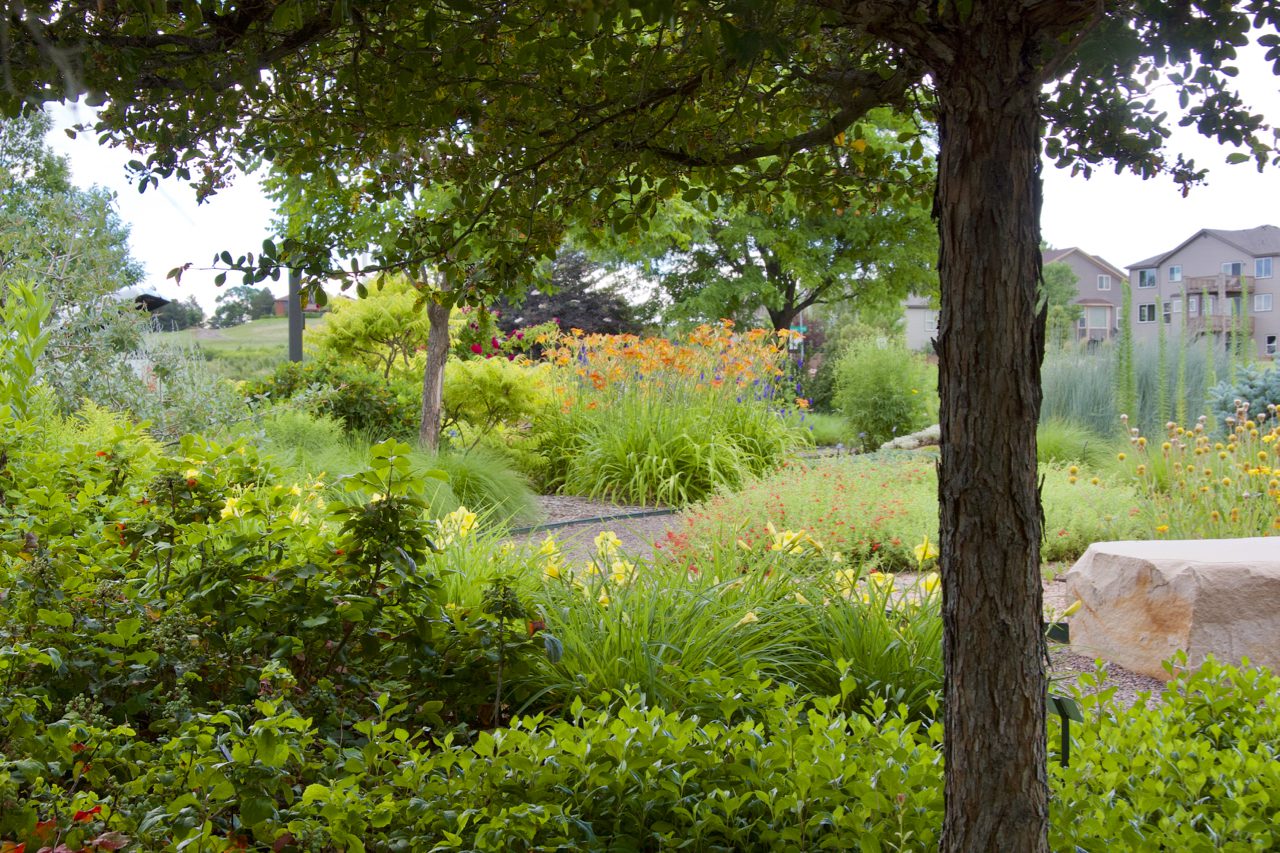 A large maple tree shelters an array of green bushes with a gravel path leading to a neighborhood behind.