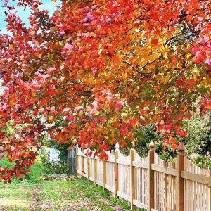 lynn-danielson-imufvssyxny-unsplash-1 Backyard corner with green grass and trees with orange and red leaves above a wooden fence, with fallen leaves on the ground.