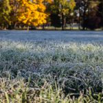 Frosted green grass yard with fall trees in the background. 