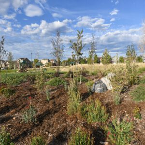 Waterwise garden with green small bush plants in a mulch bed with decorative rocks and small trees