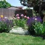 A water wise garden with pink and purple flowering plants behind a green lawn