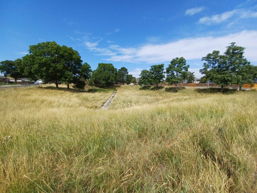 Large grass area with tall, yellow grasses, full green trees in the background, and a blue sky.