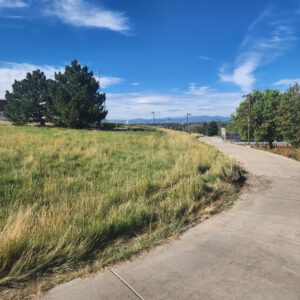 Curved sidewalk in the foreground, a tall green and yellow grass landscape on the left with two coniferous trees and a blue sky.