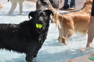 Black dog holding tennis ball, wet in pool.