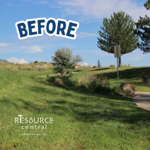 Before green grass with a couple of leafy trees in the background