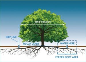 Picture of a tree that shows the canopy, drip line, and feeder root areas along with water here designation and mulch later areas.