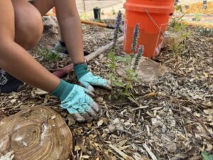 bree-compost-gardening Person wearing light blue gloves places mulch around the base of a flower, with a red bucket and tools in the background.
