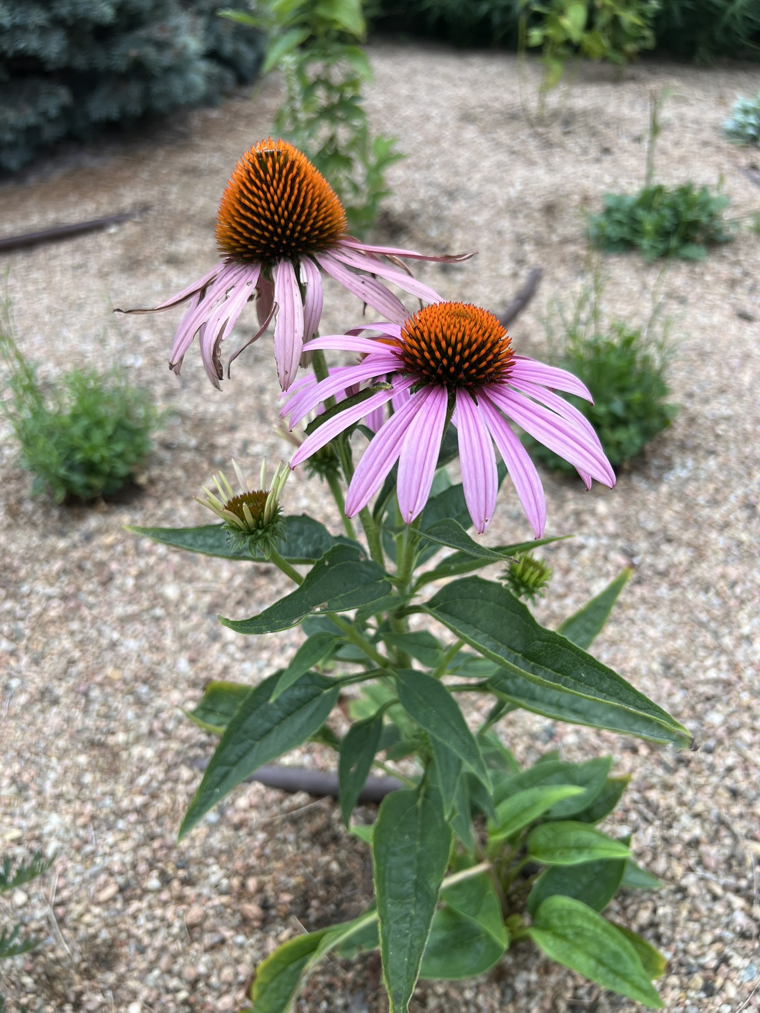 cone-flower Purple coneflower with orange center surrounded by pebbles.
