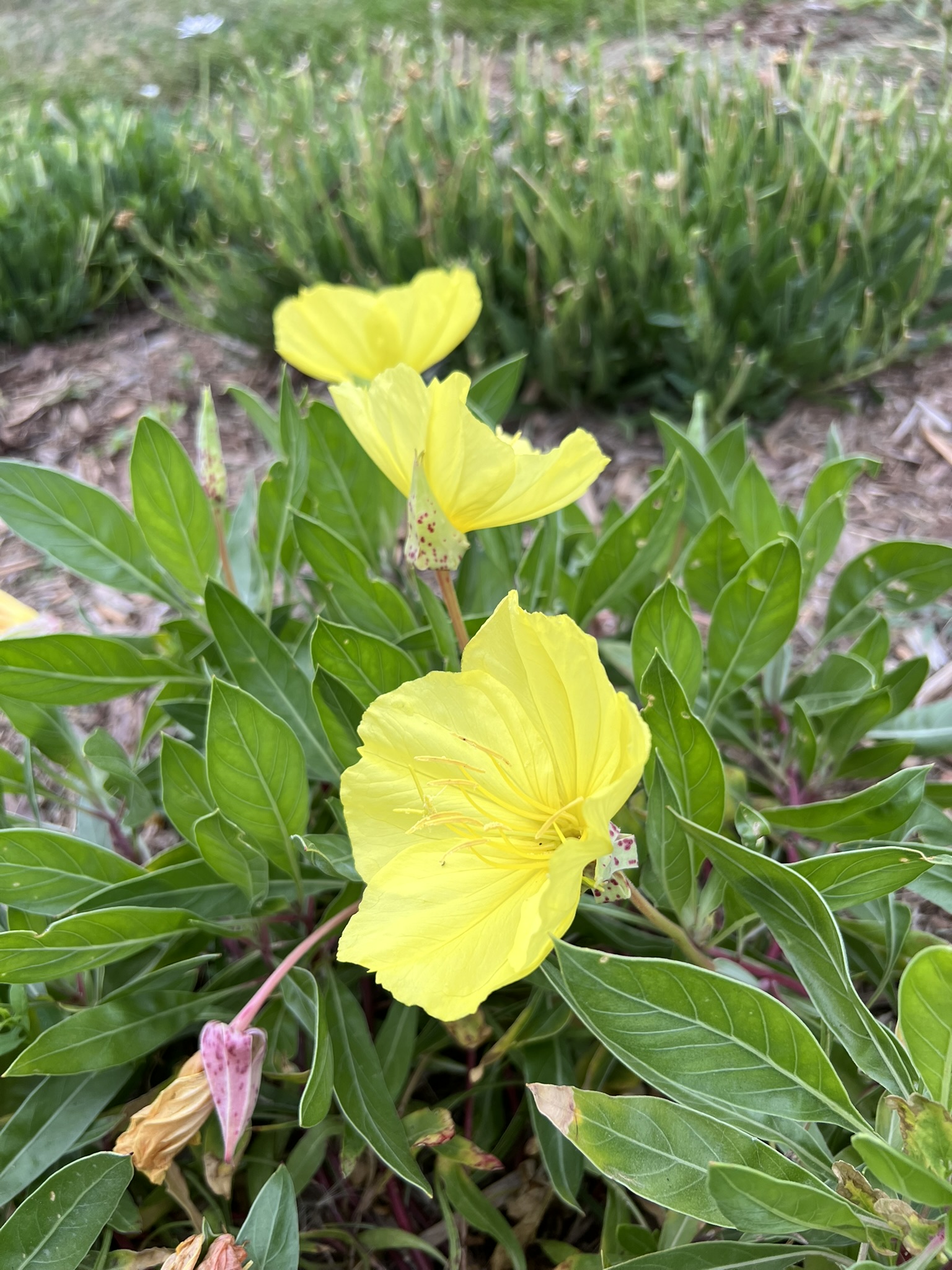 evening-primrose-1 Yellow evening primrose flowers with green leaves.