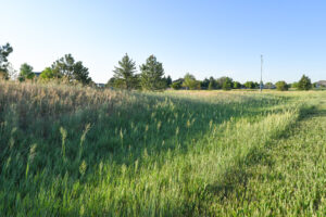 native-grass-trailwinds-park-10 Open area with trees in the background, a blue sky, and tall water-wise green grasses.
