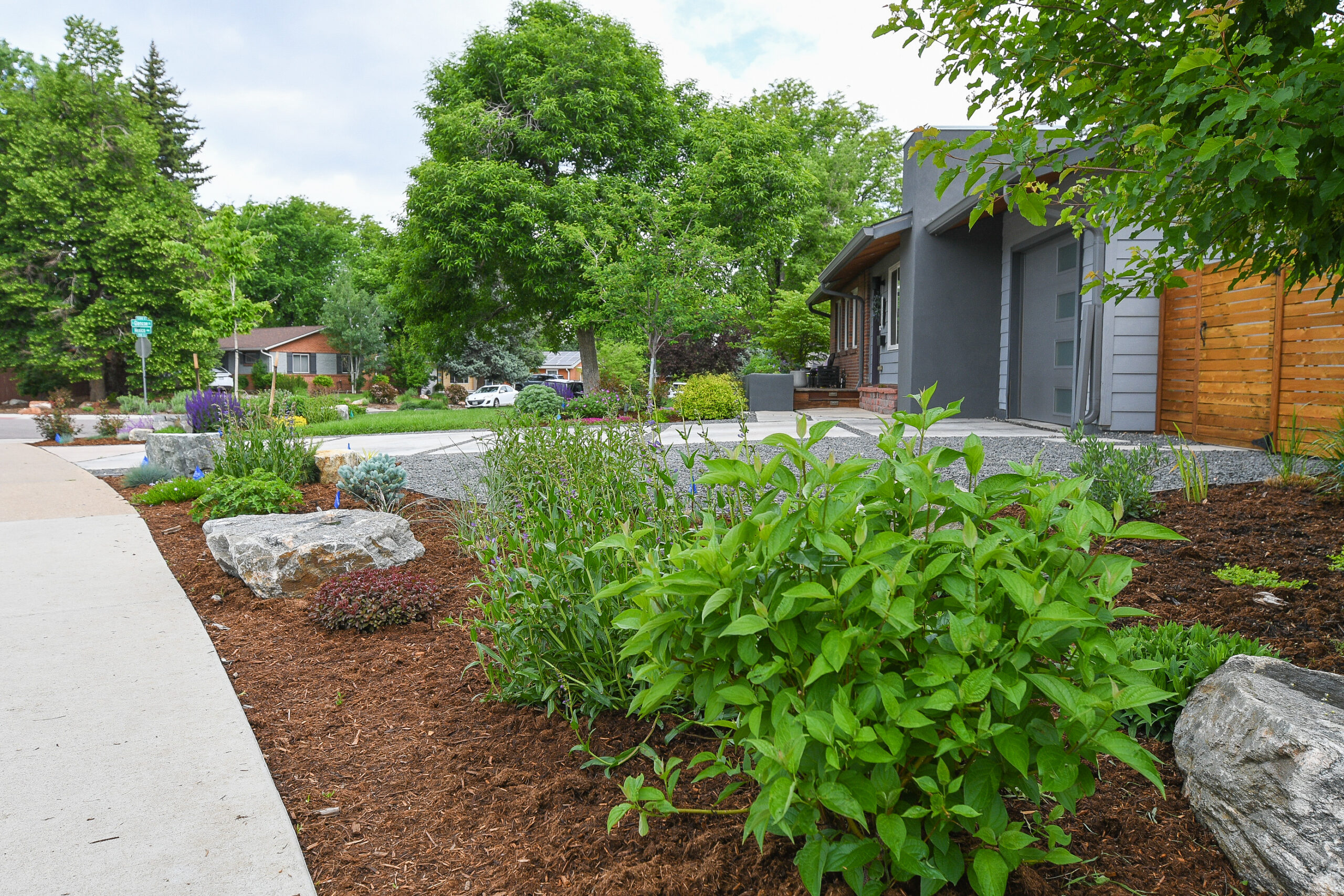 side-yard-garden-by-driveway Front of a suburban yard with wood mulch, large rocks, small shrubs and homes with large green trees in the background.