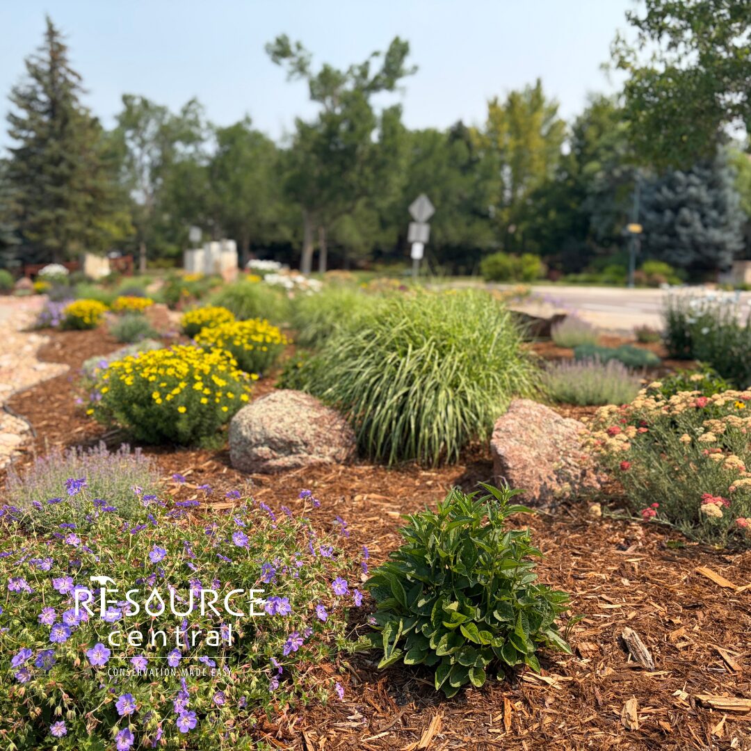 Close up of some drought tolerant plants.