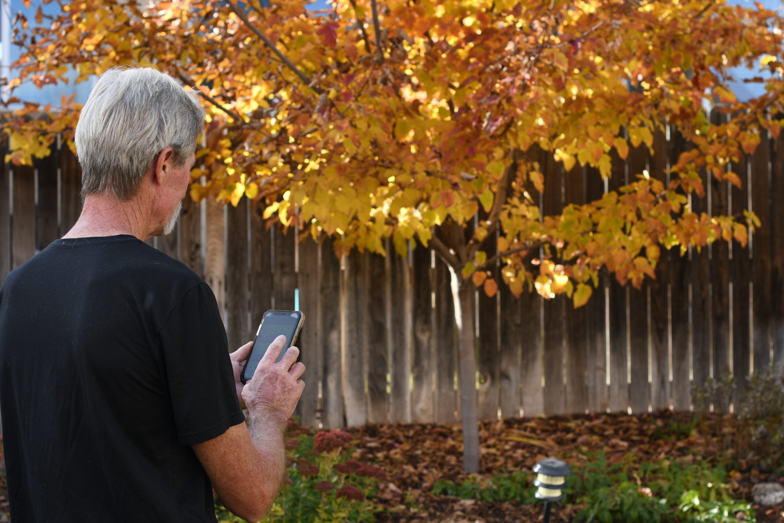 dsc_4227 A side-profile view of a man looking at his smartphone sprinkler timer app, outdoors in front of a tree with vibrant yellow autumn leaves