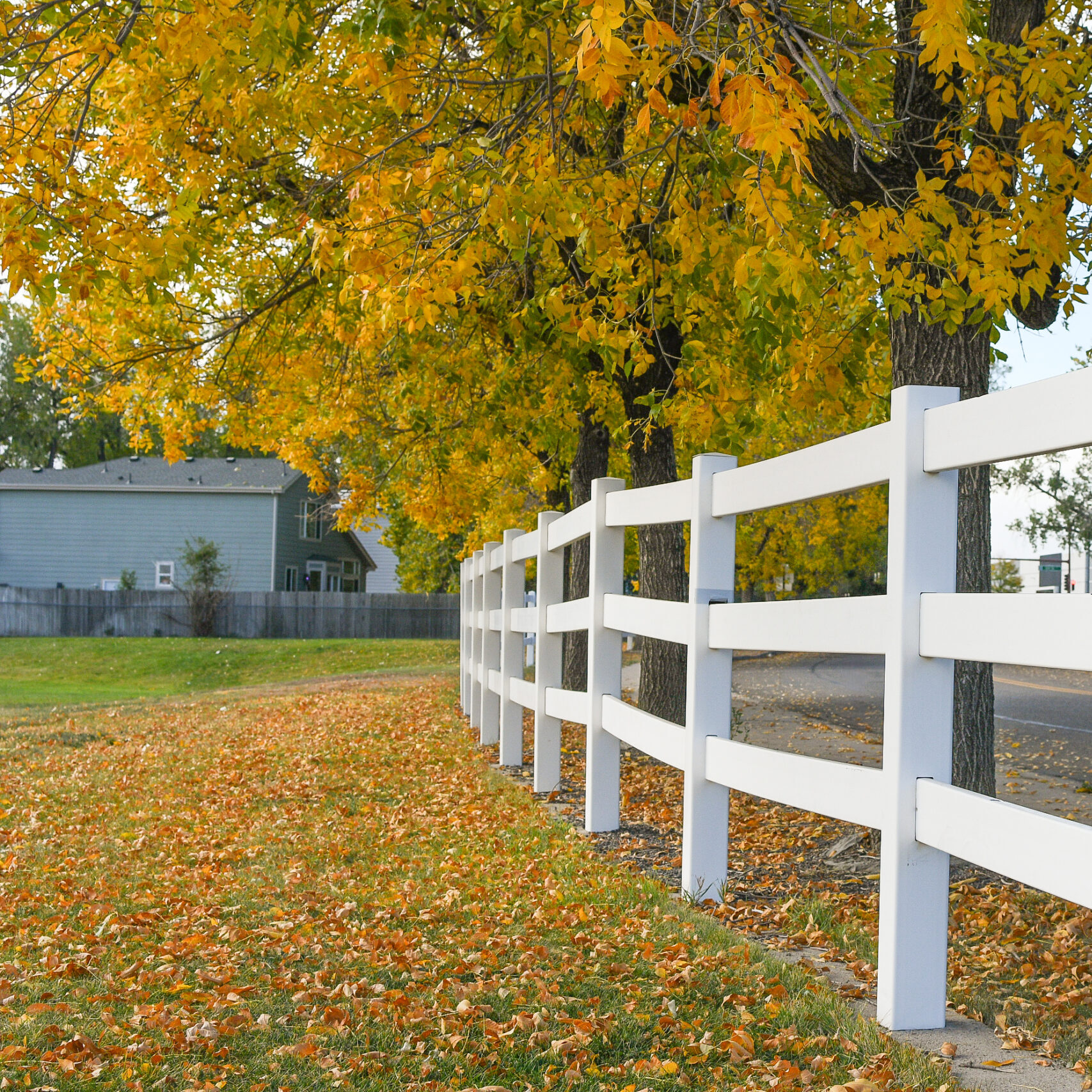 A white fence stretches alongside a road, bordered by grassy ground covered in fallen yellow autumn leaves beneath vibrant yellow trees.