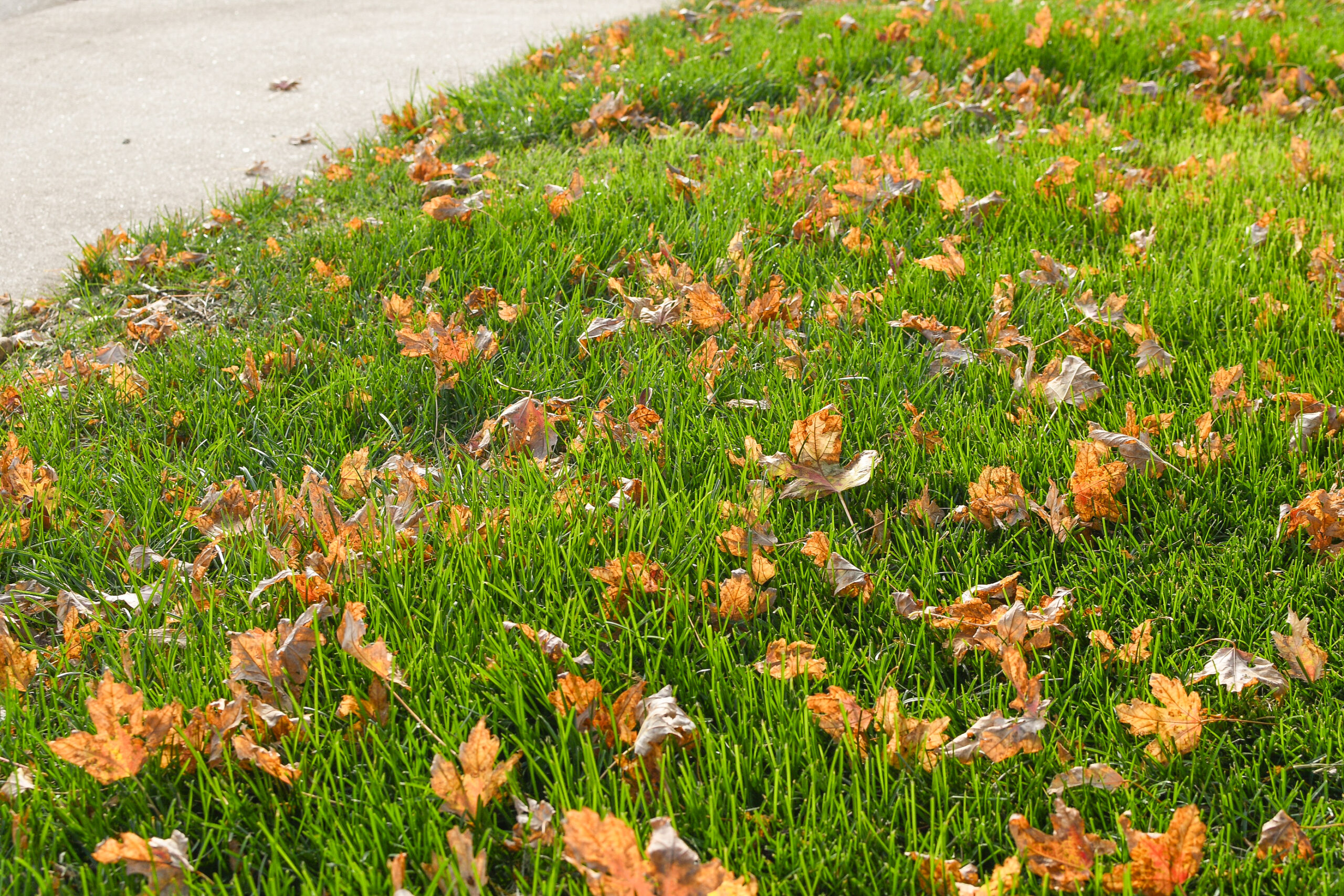fall-in-thornton-8 Dry, orange autumn leaves scattered across a vibrant green lawn next to a paved concrete walkway.
