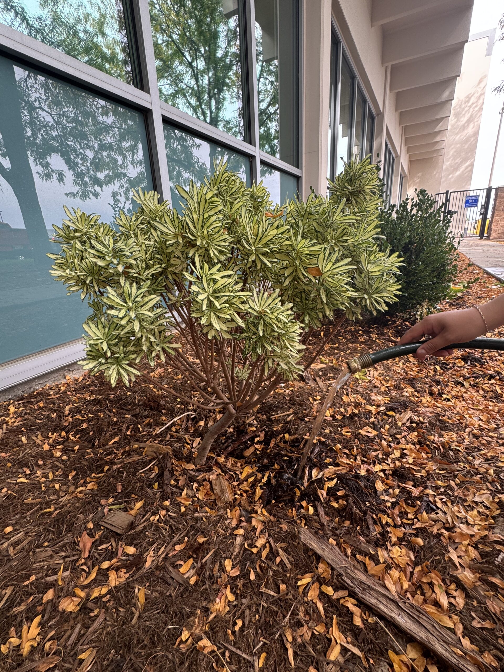 img_6871 A hand holding a garden hose waters the roots of a green and yellow variegated shrub planted in a mulched bed outside a modern building with large glass windows.